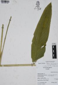 Thalia geniculata image